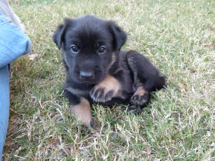 chinook dog